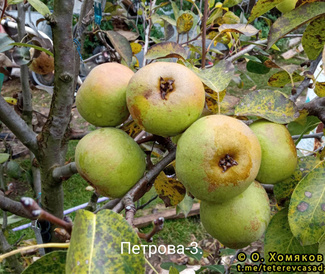 Петрова-3 фото плодов