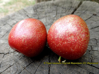 Ред Харт фото плодов