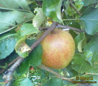 Рубинстар фото плодов