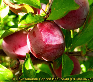 Лучшие сорта растений для Карачаево-Черкесской Республики: список и рекомендации