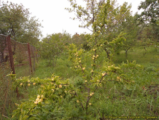 %d0%97%d0%be%d0%bb%d0%be%d1%82%d0%be%d0%b9%20%d1%88%d0%b0%d1%80%3d