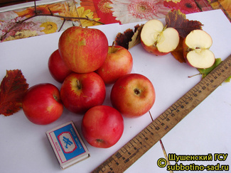 Алтайская красавица фото плодов