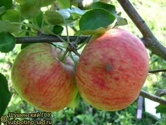 Боровинка обыкновенная яблоки