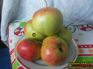 Родниковая яблоки фото