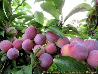 Сувенир Востока фото плодов