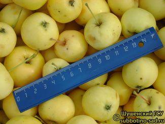 Уральское наливное фото яблок