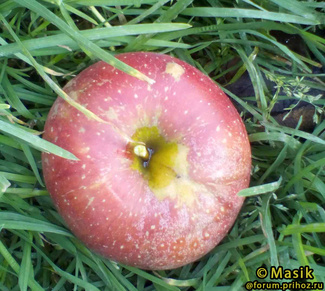 Элизе фото яблока