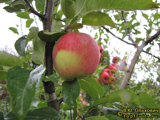 АМБРОЗИЯ фото яблока