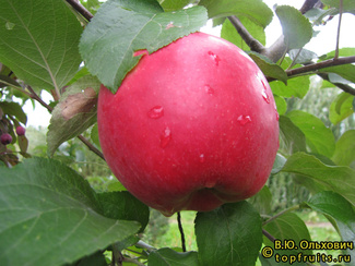 АМУЛЕТ фото яблок