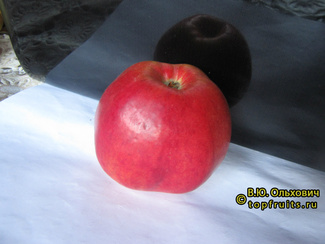 Беркутовское яблоко