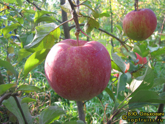 БЛИМУНД фото яблок