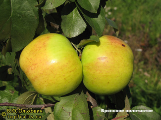 Брянское Золотистое фото яблок