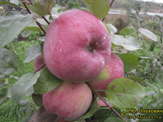 Брянское фото яблок
