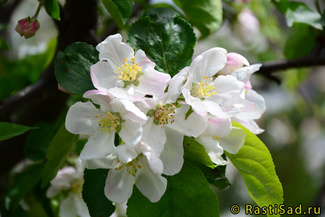 Белорусское малиновое цветение
