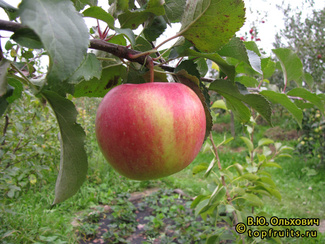 вавиловское фото яблока