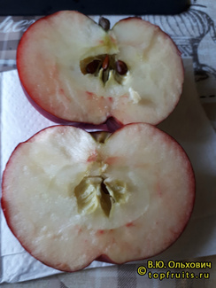 ВИНЕРПО фото яблока