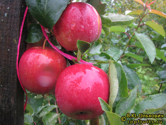 Витос фото яблок