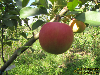 ГАЛА МАСТ фото яблока