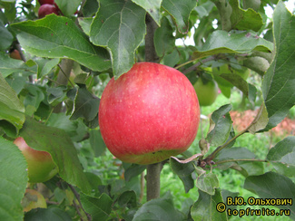 Декабренок фото яблока