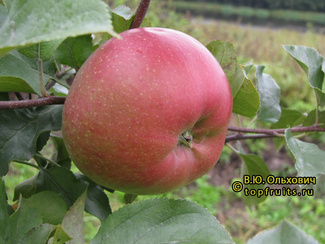 Дыямент фото яблока