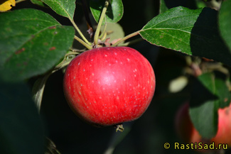 Елена фото яблока