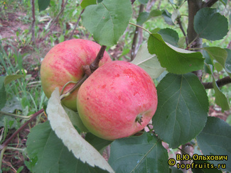 Жигулевское яблоки фото