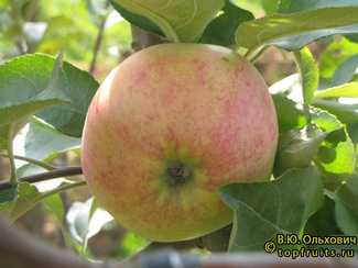 жилинское фото яблока