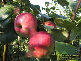 Зарянка Астахова яблоки