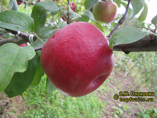 Зимняя красавица яблоки