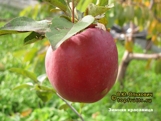 Зимняя красавица яблоки