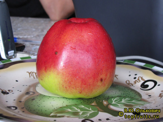 Кандиль Орловский фото яблока