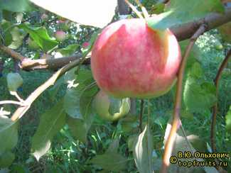 КРАСУЛЯ фото яблока