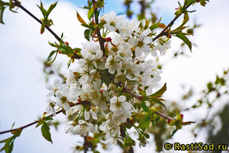 Любимица Астахова фото цветения
