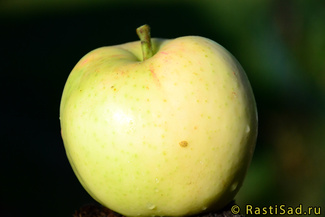 Масловское яблоко