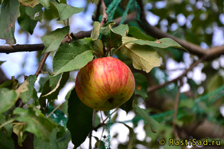 Медуница яблоко