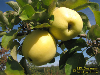 Народное фото яблок