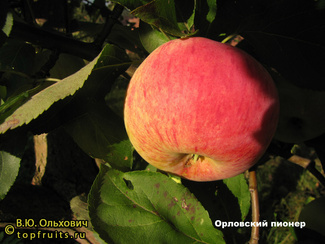 Орловский Пионер яблоки