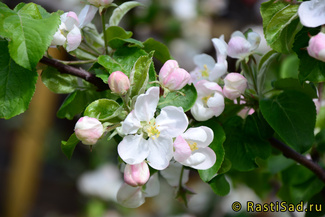Орловское Полосатое фото цветения