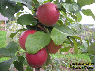 ПЕРЛЫНА КИЕВА фото яблок