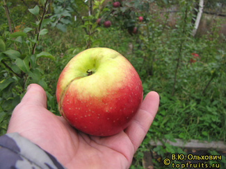 Праздничное яблоко