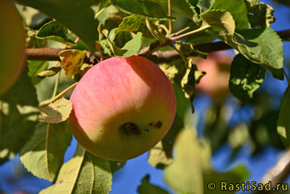 Налив розовый яблоко