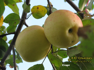 Старт яблоки