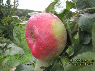 Тарелочное фото яблока