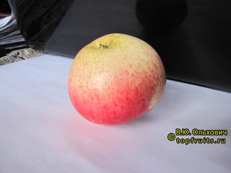 Фармел яблоко