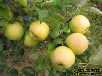 Хани голд яблоки