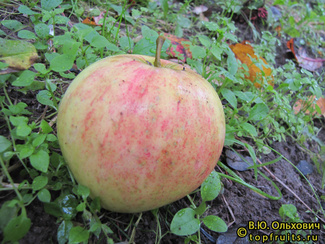 Штрейфлинг фото яблока