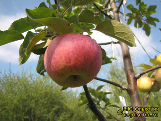 Меелис яблоки фото