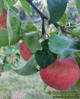 Женева Эрли фото яблок