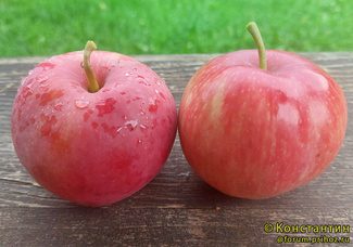 Женева Эрли фото яблок