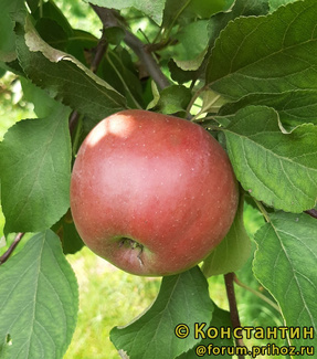 коваленковское яблоко